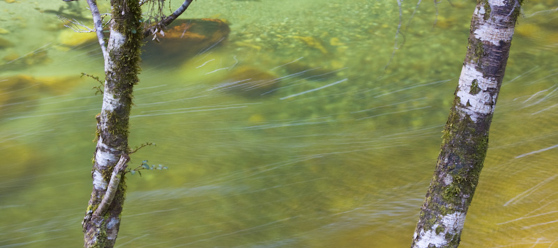 Tree Trunks And Clinton River